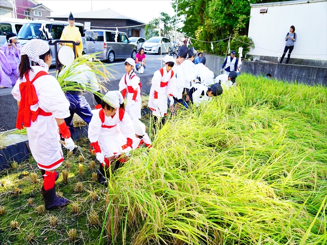 田んぼ学校稲刈り祭